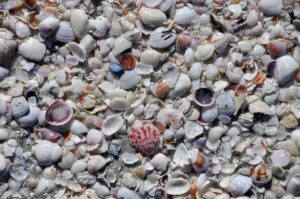 Mollusc shells on marine beach