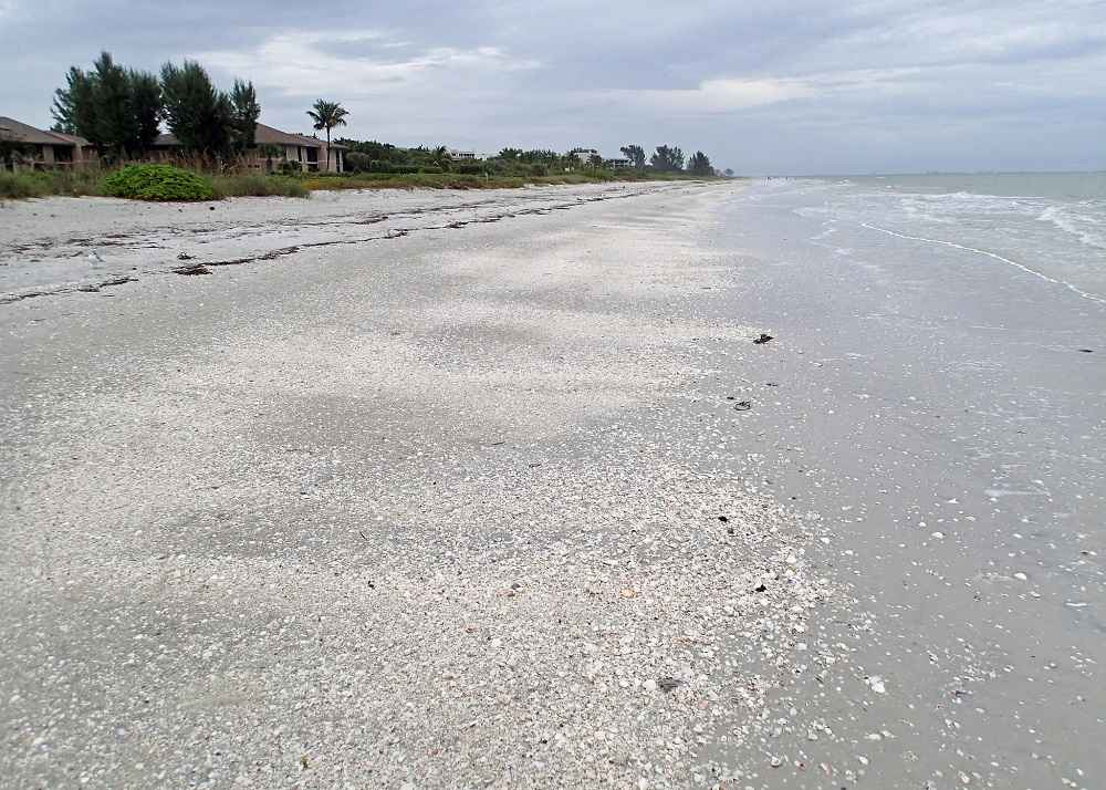 Mollusc shells on marine beach (Sanibel Inn Beach, Sanibel Island, Florida)