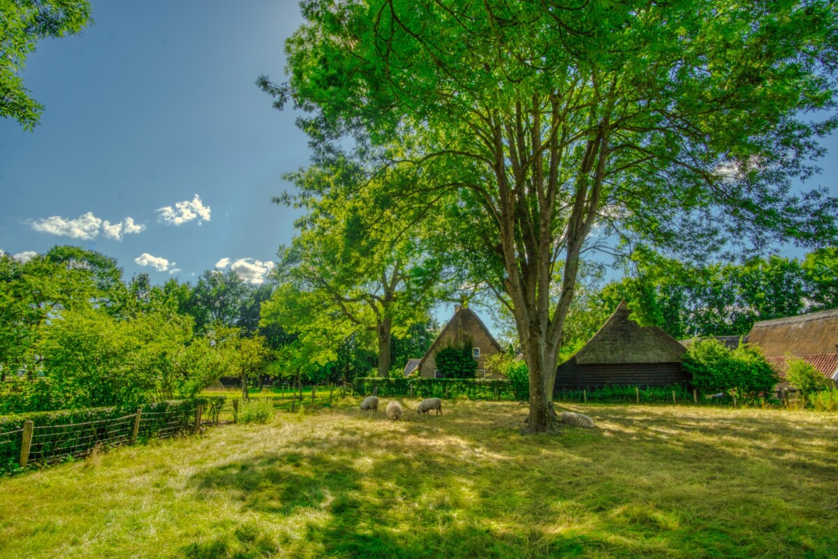 Restored thatched farmhouses along a car-free lane in Orvelte, with visitors walking past front gardens in the protected village core.