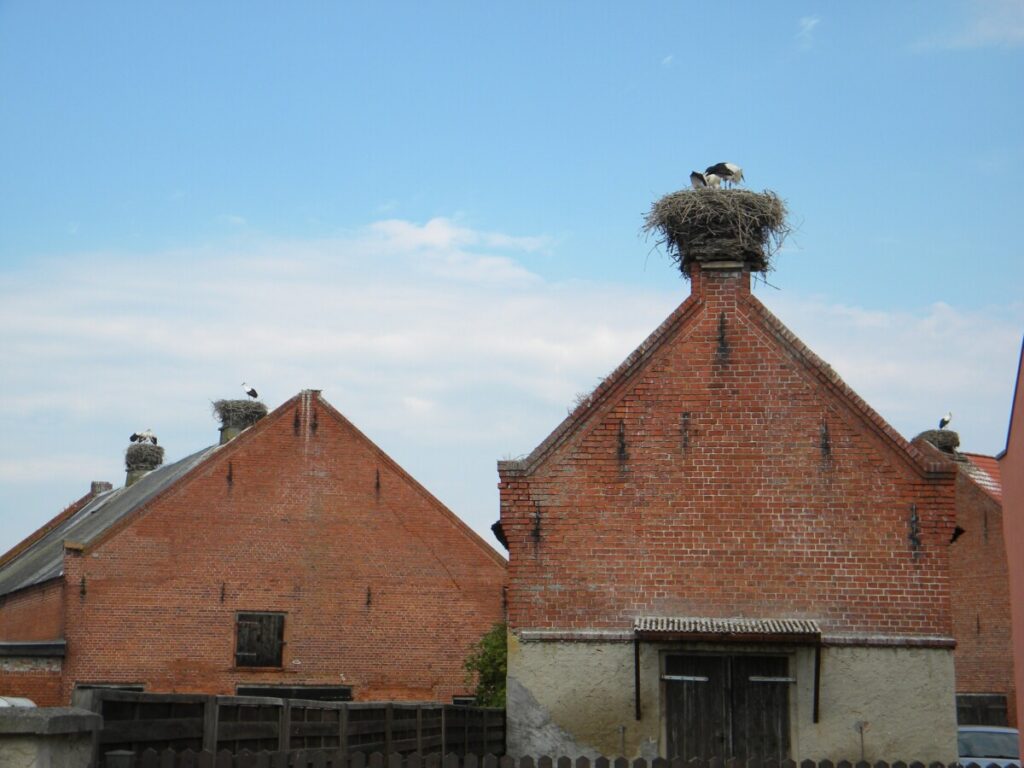 A white stork standing in a large nest on a rooftop platform in Rühstädt, with half timbered village houses in the background.