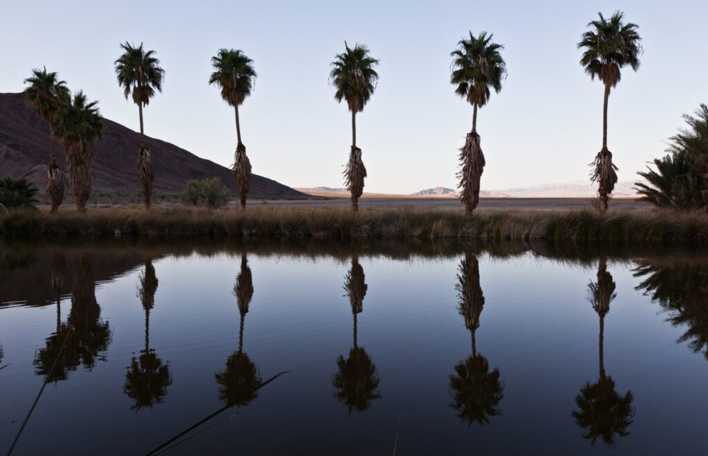 CA Fan Palms Reflect in Lake Tuendae Oasis at Zzyzx. Lake Tuendae en.wikipedia.org/wiki/Lake_Tuendae the Oasis artificial pond at Zzyzx Desert Studies Center, i