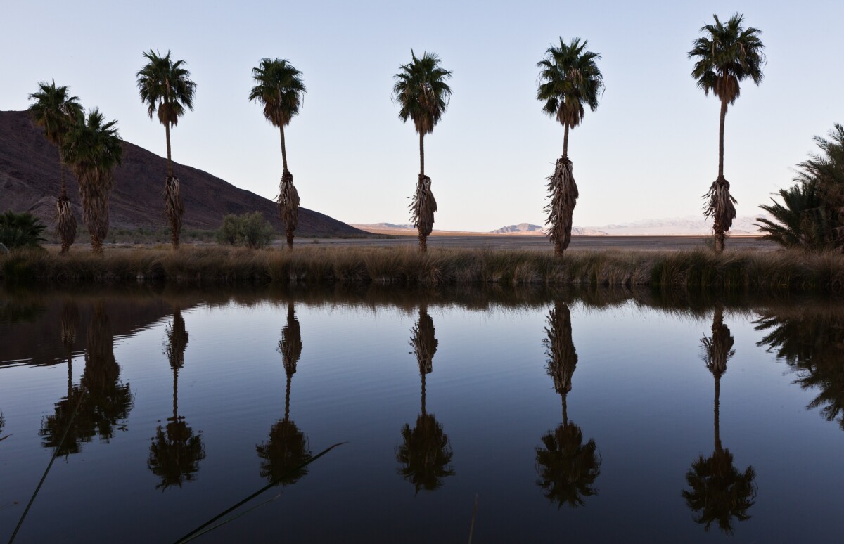 CA Fan Palms Reflect in Lake Tuendae Oasis at Zzyzx. Lake Tuendae en.wikipedia.org/wiki/Lake_Tuendae the Oasis artificial pond at Zzyzx Desert Studies Center, i